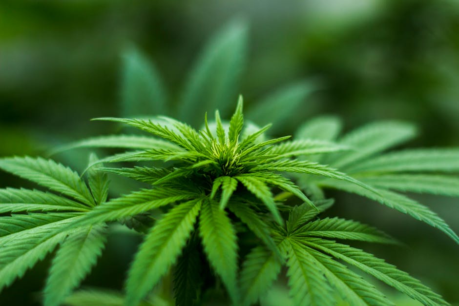 cannabis flower time lapse