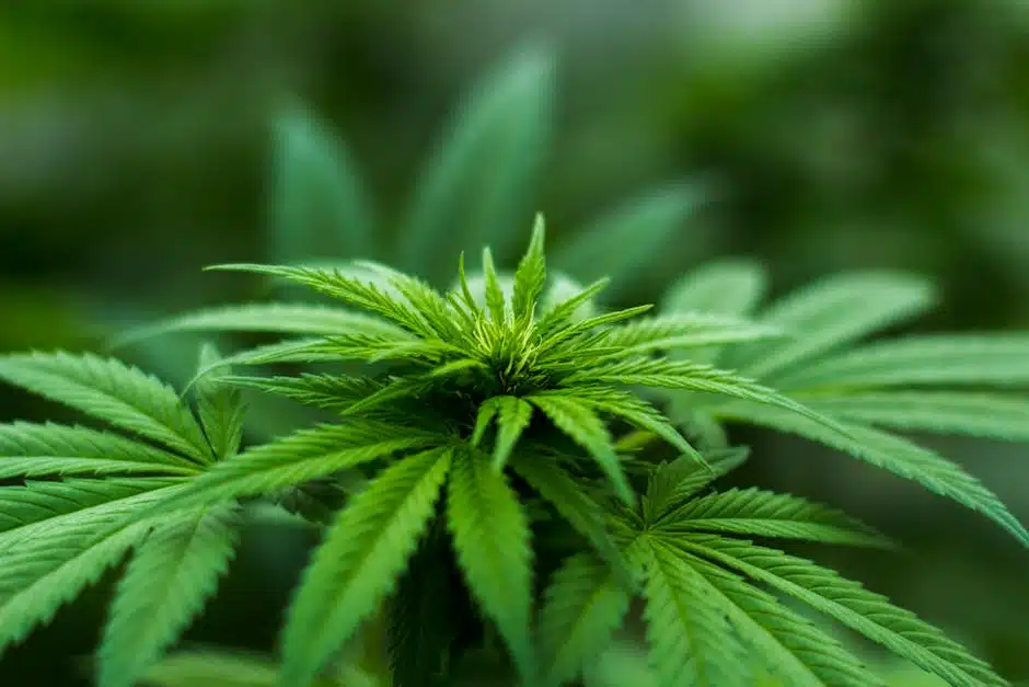 cannabis flower time lapse