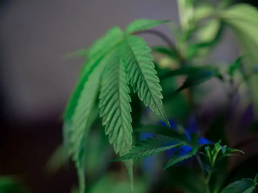 how much flower does one cannabis plant produce