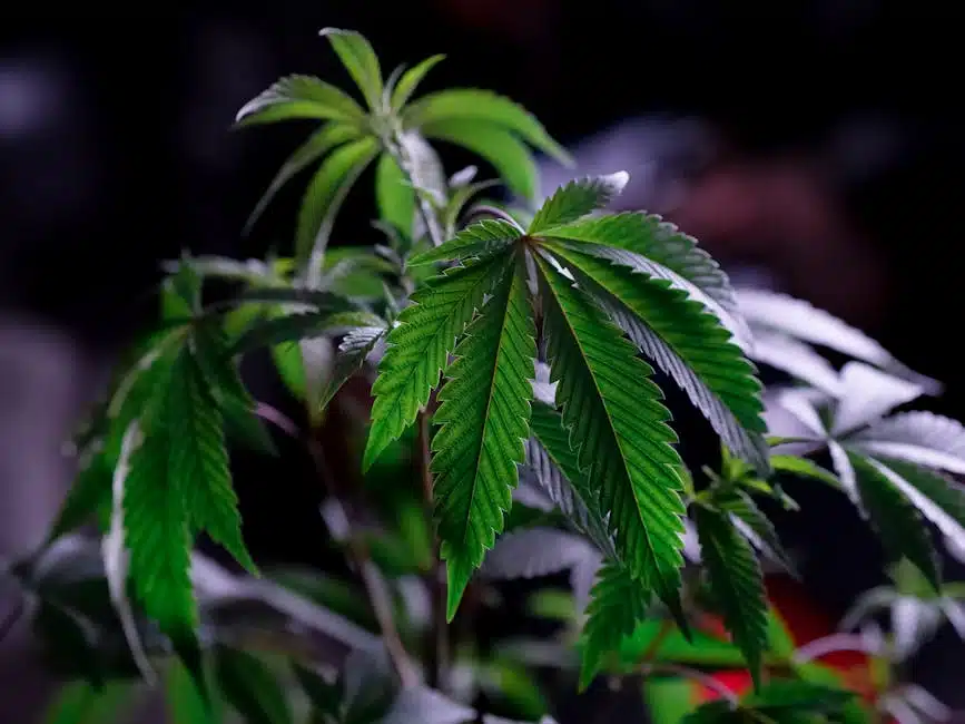 how to make a cannabis plant flower