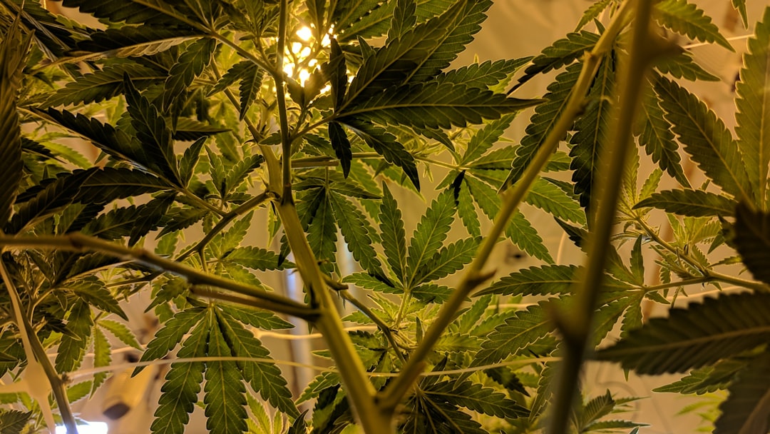 cannabis gift ideas