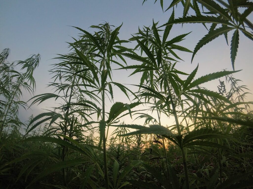 sour diesel review