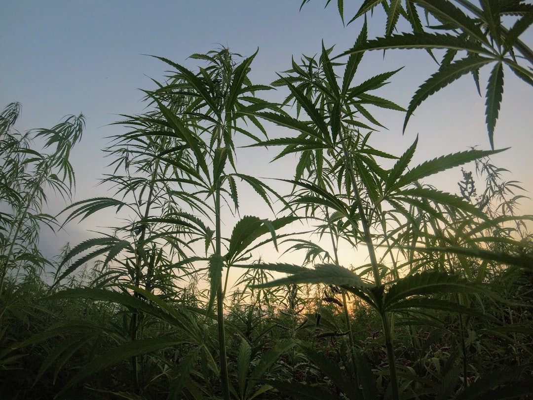 sour diesel review